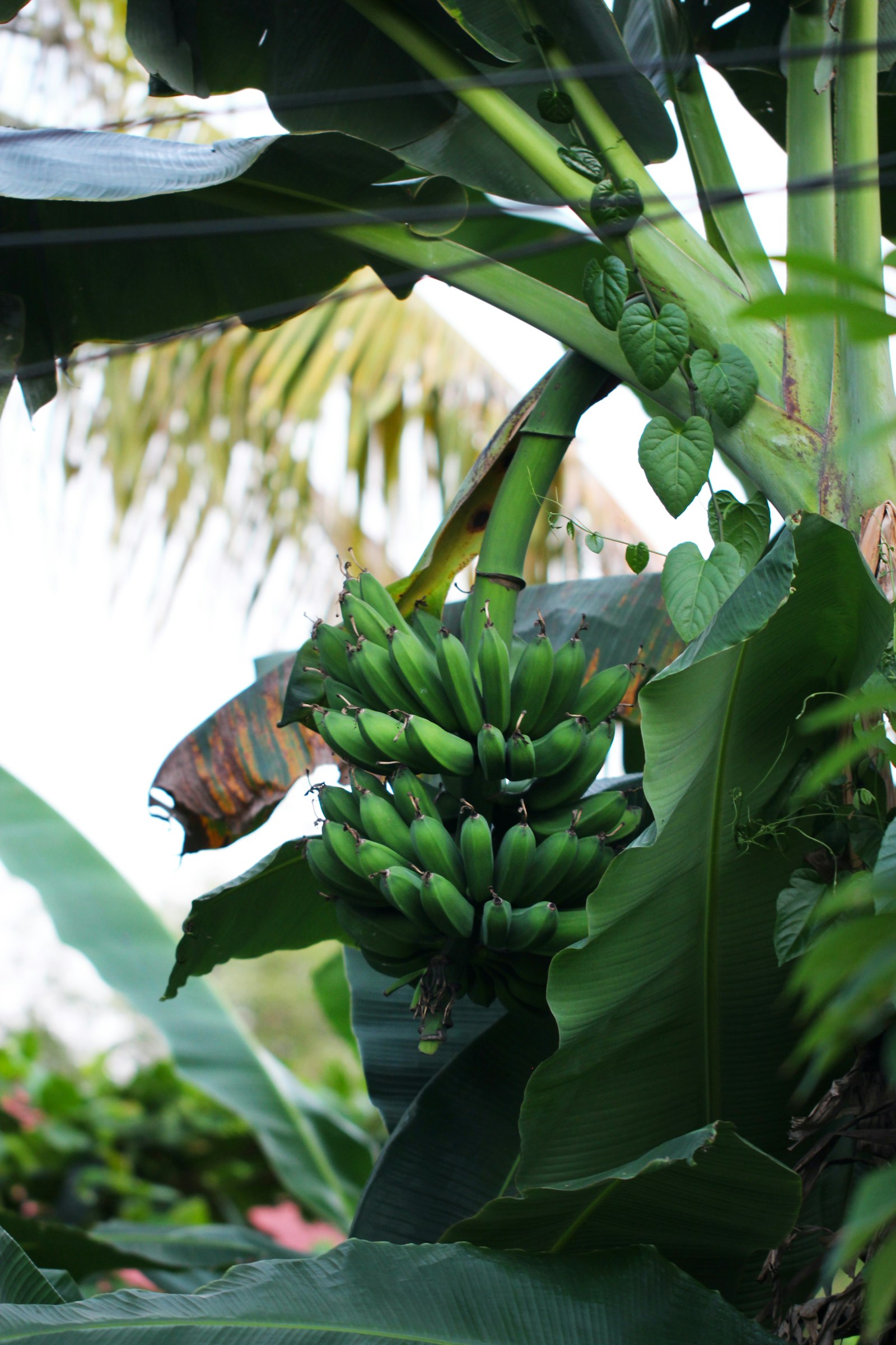 Plantain séché
